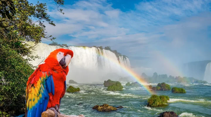 catartas-iguazu-parque-de-avesjpg