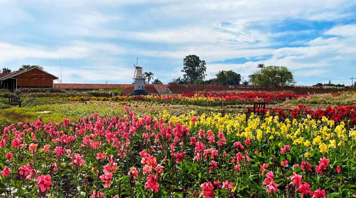 holambra-cidade-flores-capa