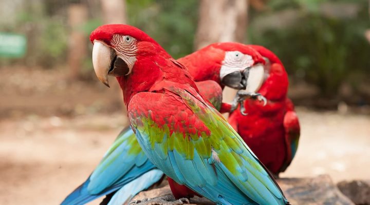 parque-das-aves-5
