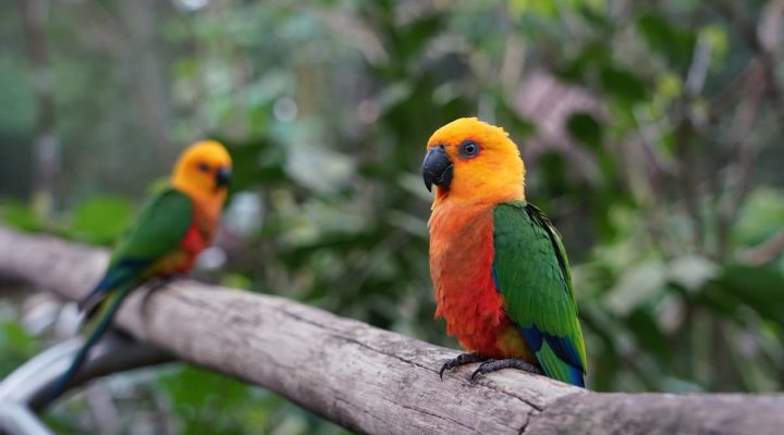 parque-das-aves6